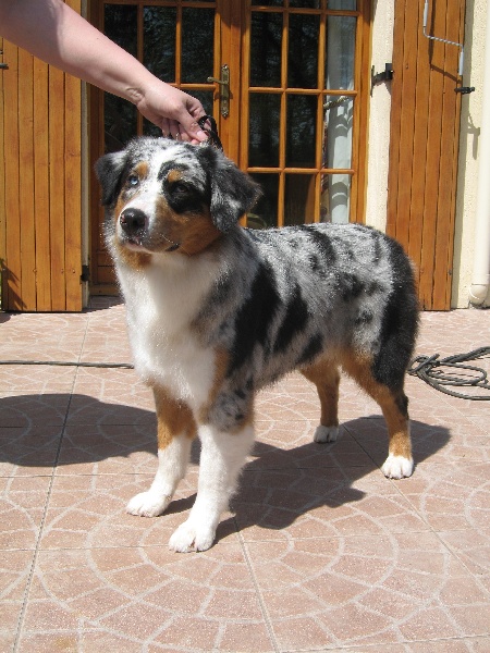 Arawak'Aussie Boreal aurore