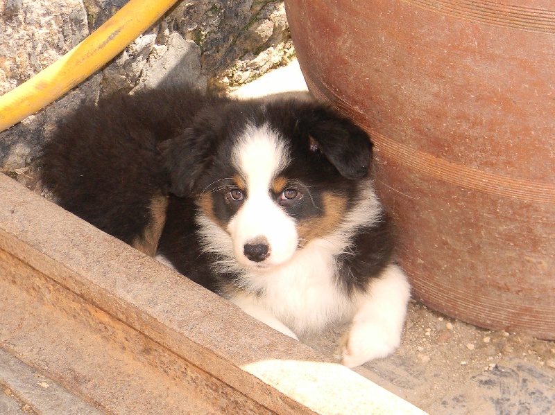 Arawak'Aussie Hailey