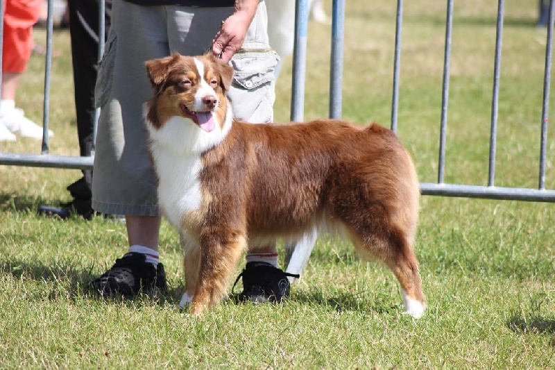 Arawak'Aussie Havane little kakou