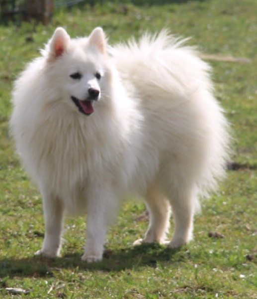 Arawak'Aussie Love me katsumi