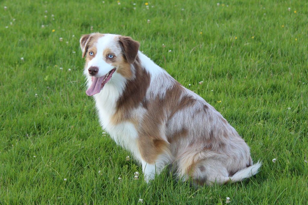 Arawak'Aussie I have a dream dite dreamy