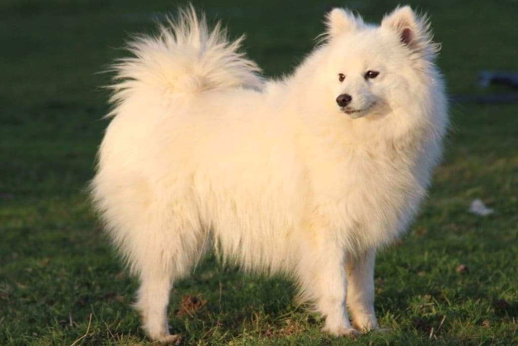 Arawak'Aussie Maho mazaki dite pooka