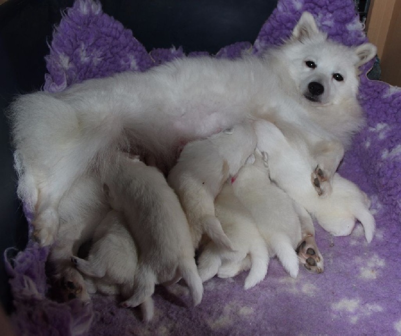 Chiot Spitz japonais Arawak'Aussie