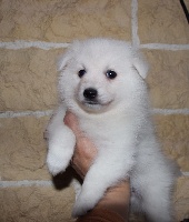 Arawak'aussie L'Seiko