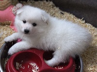 Arawak'Aussie L'Mitsuko