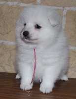 Arawak'aussie Love me Katsumi