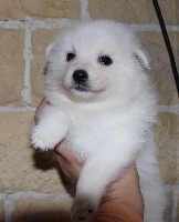 Arawak'Aussie L'Yuriko